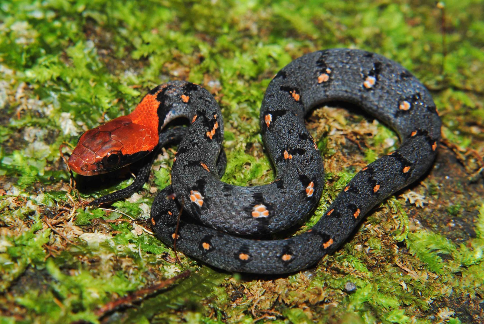 Sri Lankan Snake Species
